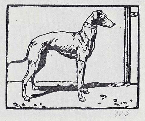 Windhund - Greyhound